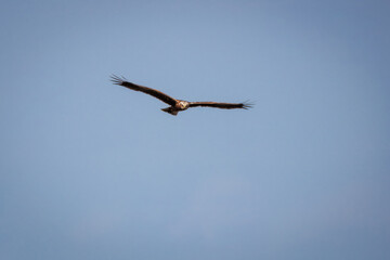 An adult female Western Marsh Harrier flies through the blue sky toward the camera lens on a sunny spring day, with copyspace.