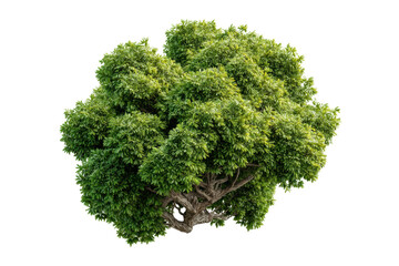 Fototapeta premium PNG Lush green foliage on a tree with thick branches against a black background