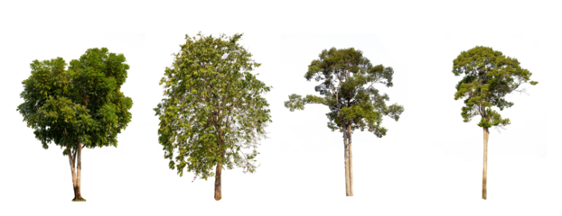 A big tree collection isolate on white