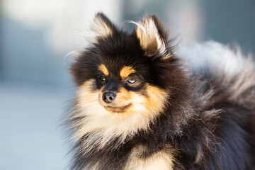 pomeranian dog portrait