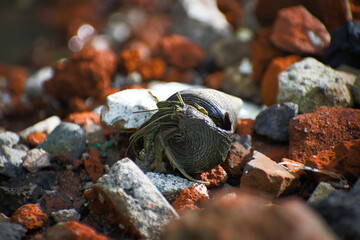 A hermit crab nestles inside a spiraled shell, navigating through colorful, broken rubble and stone. This striking image contrasts the delicate details of marine life against the rocks