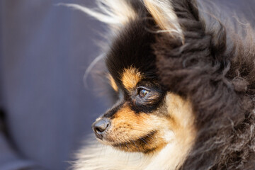 pomeranian dog portrait