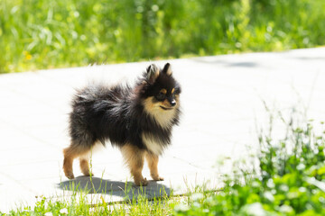 pomeranian dog portrait