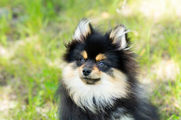 pomeranian dog portrait