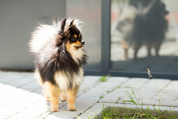 pomeranian dog portrait