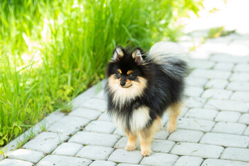 pomeranian dog portrait