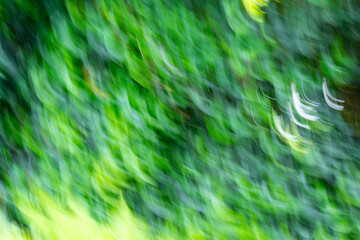 Green landscape abstracted by a circular movement of the camera during exposure. Arc-shaped blurred natural background with green, yellow and white tones. The arches look like laughing mouths.