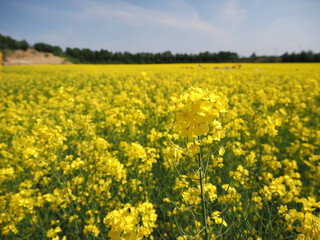 Obraz premium 安平町の菜の花畑