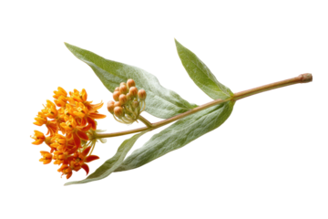 PNG Vibrant orange milkweed flower with green leaves on black background
