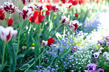 Beautiful tulips in the park