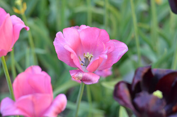 Pink tulips in the park