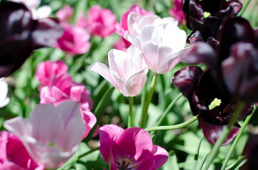 Pink, white and purple tulips in the park