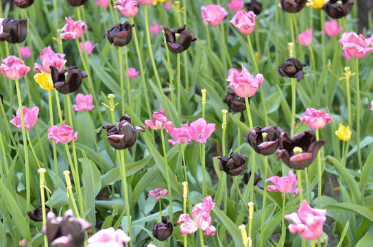 Pink and purple tulips in the park