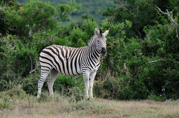 Zebra standing in Addo National Park