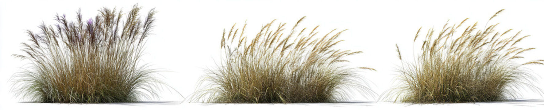  set of three side-view, cutout images of grasses on a transparent background