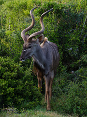 Kudu bull standing in front of bush at Addo National Park