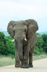 Obraz premium Large African Elephant bull walking on road at Addo National Park