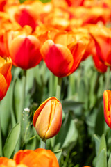 flowers of the Tulipa Time Out variety grown in a garden in Madrid