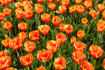 Fototapeta premium flowers of the Tulipa Time Out variety grown in a garden in Madrid