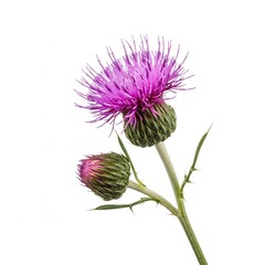 Purple thistle flower stem isolated on white background
