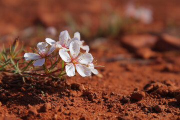 hardy white wildflower in australian red dirt desert