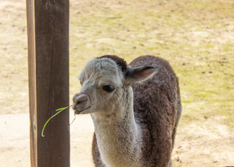 Obraz premium Alpaca in the zoo, llama in the park, animals in the zoo, wild animals