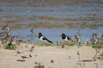 A pair of adult Eurasian Oystercatchers stands on the sandy riverbank, perpendicular to the camera lens, on a sunny spring day.