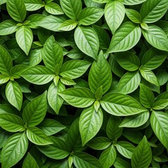 background of green leaves