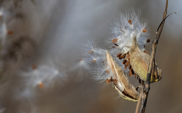 Common Milkweed seeds