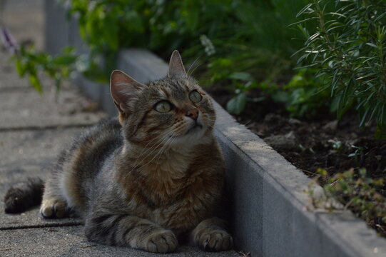 Chat guettant sa proie