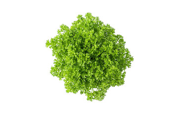 Obraz premium Overhead view of fresh parsley bunch isolated on transparent PNG