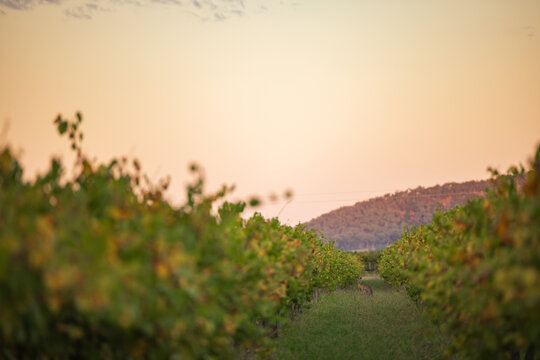 Kangaroo standing among rows of grape vines at sunset