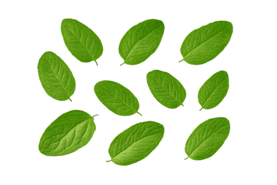 Collection of bright green oval mint leaves arranged randomly displaying natural botanical details and textures, isolated on a transparent background