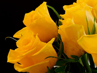 deep yellow roses seen against a black background