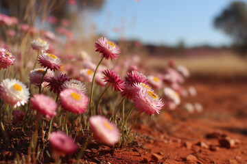 hardy pink everlasting wildflowers in australian red dirt desert