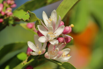 Lime blossom in the garden, closeup of photo with shallow depth of field