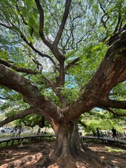 A massive rain tree stands proudly, its giant branches stretching wide like nature’s umbrella. The sunlight filters through lush green leaves, creating a calm, shaded space below.