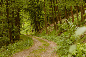 Fototapeta premium A winding gravel path through a lush green forest. Tall trees line the sides, with vibrant foliage and underbrush creating a serene natural environment.