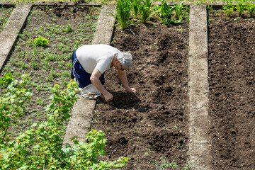 Elderly Man Gardening in a Vegetable Plot on a Sunny Day