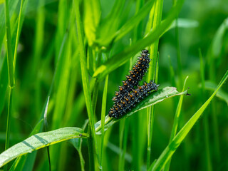 Heath Fritillary Butterfly Caterpliialrs on Common Cow-wheat