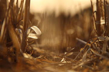 View of dry field at sunset during summer