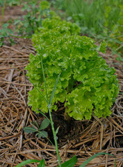 Salad vegetables, vegetables, greens, food, leaves