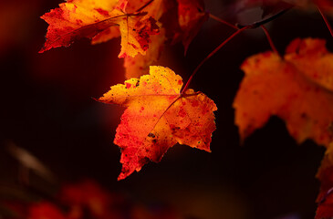 Red maple leaves
