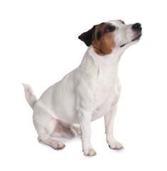 Cute Jack Russell Terrier dog sitting on white background