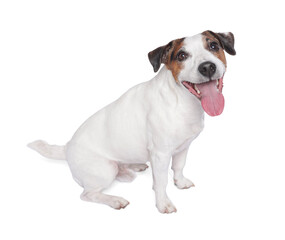 Cute Jack Russell Terrier dog sitting on white background