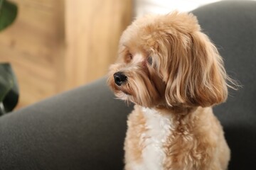 Cute Maltipoo dog at home, space for text