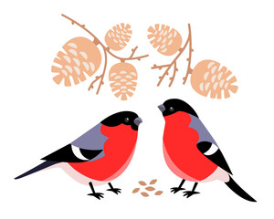 Two bullfinches in branches with cones peck seeds. Vector winter children's illustration of wintering northern birds looking for food in forest, city park on white background.