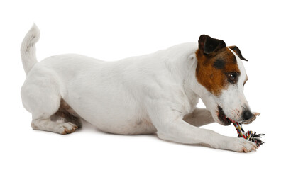 Cute dog playing with toy on white background. Lovely pet