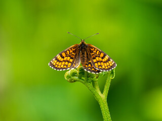 Heath Fritillary Butterfly on a Fern