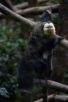 Close-up portrait of a monkey in a tree, Portrait d'un Mazol dans un arbre(pithecia pithecia)